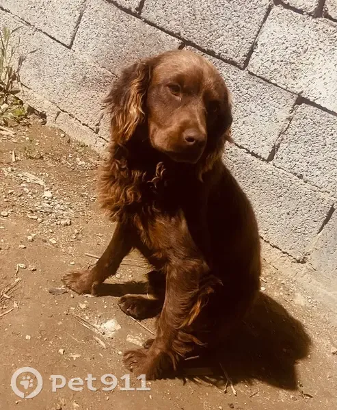 Пропала собака в Махачкале, Дагестан - photo