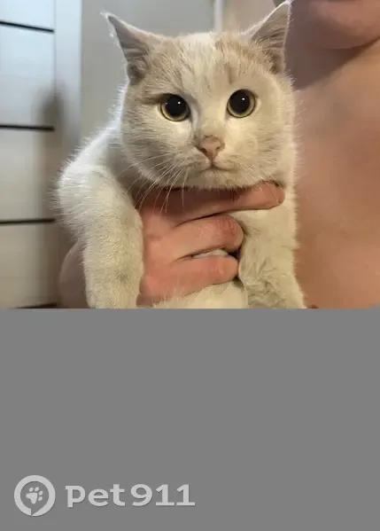 Кошка найдена, ул. Пушкина, Абакан - photo