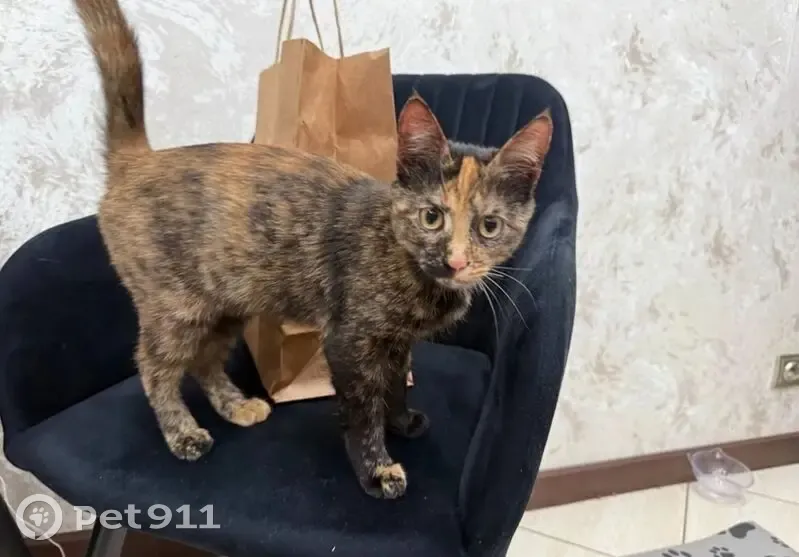 Пропала кошка, ул. Николаева, Смоленск - photo