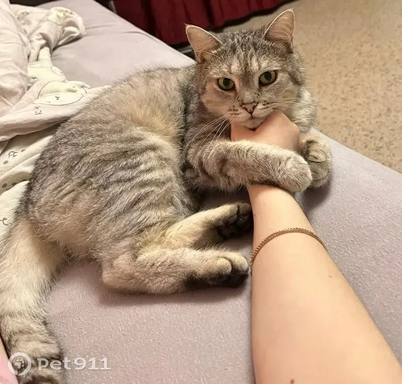 Пропала кошка, Артиллерийская 6, Саратов - photo