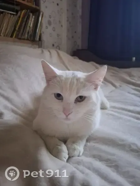 Пропала кошка, Береговая ул., Бронницы - photo