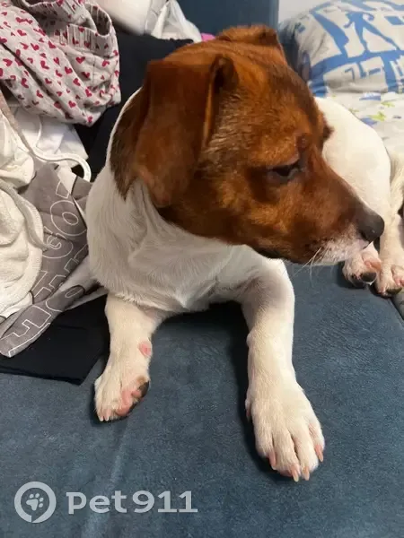 Пропала собака, Подстанционная ул., СК - photo