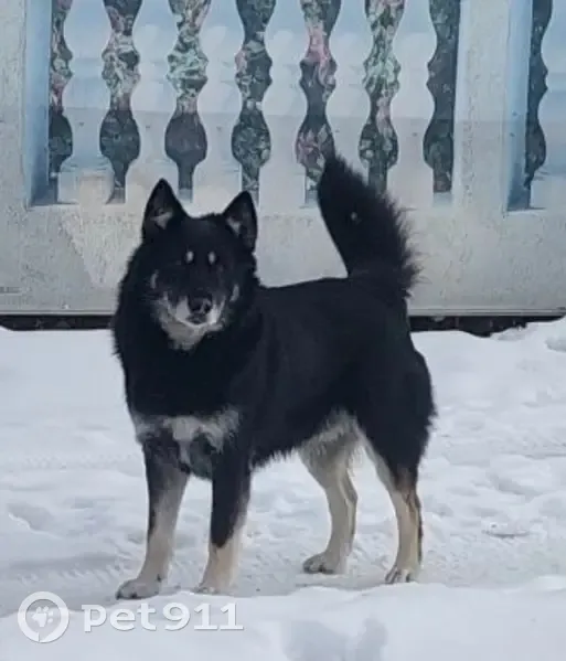 Пропала собака, ул. Готвальда, 1, Миасс - photo