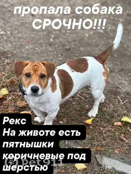 Пропала собака, б-р Тараса Ботяновского - photo