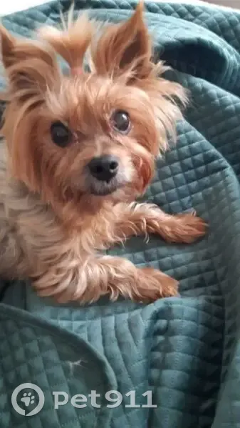 Пропала собака у Комсомольской, 95А - photo