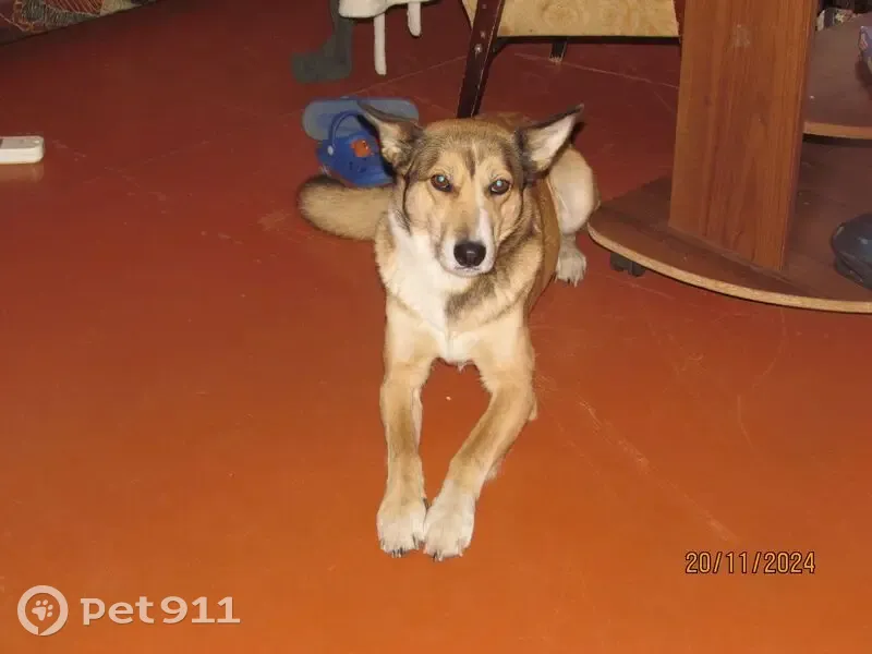 Пропала собака, Мариинск, Кемерово - photo