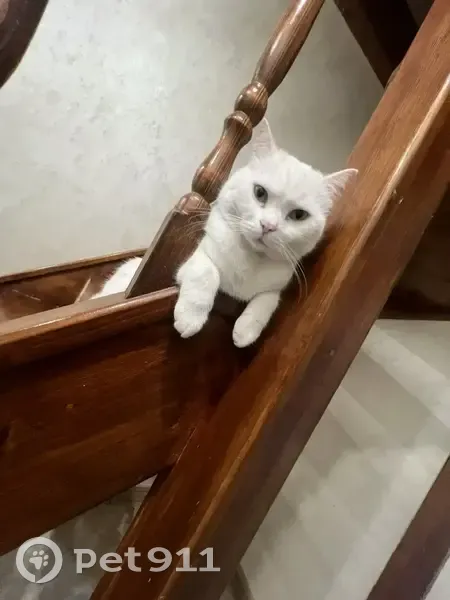 Пропал кот, ул. Чапаева 1/2, Калуга - photo