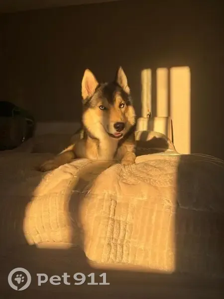 Пропала собака в Шулепово, Вологодская обл. - photo