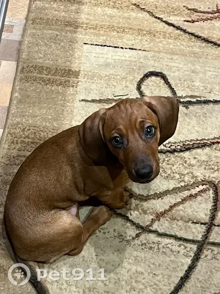 Пропала такса, ул. Воронова, 18Г, Крск - photo