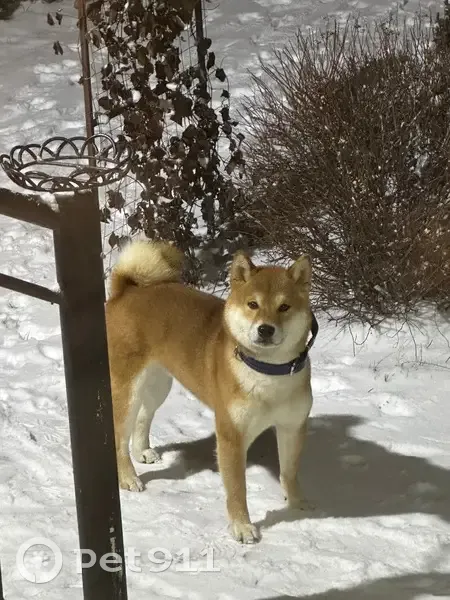 Пропала собака, 2-й Кустанайский пр., 2 - photo