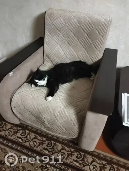 Пропала кошка, ул. Щёлокова, Данилов - photo
