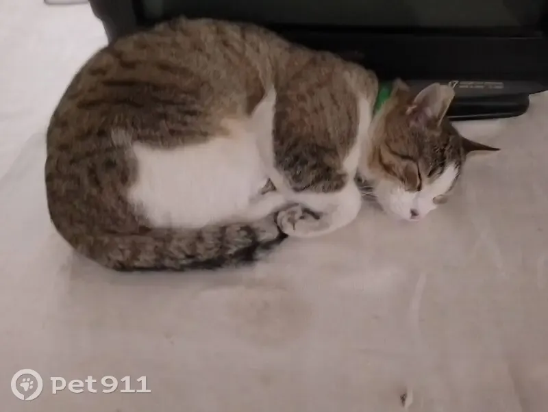 Пропала кошка Мурик, Владикавказ - photo