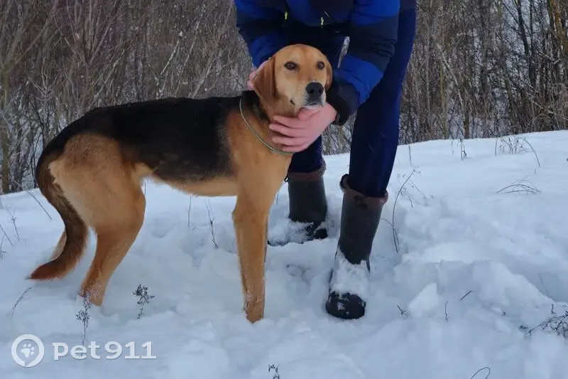 Пропала собака Алтай, Верхний Ломовец - photo