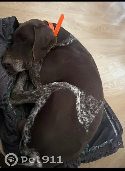 Пропала собака, Рабочая ул. 13, Верхний - photo