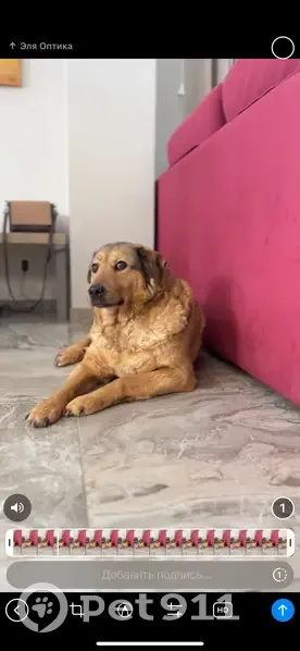 Пропала собака, Новоалександровское СП - photo