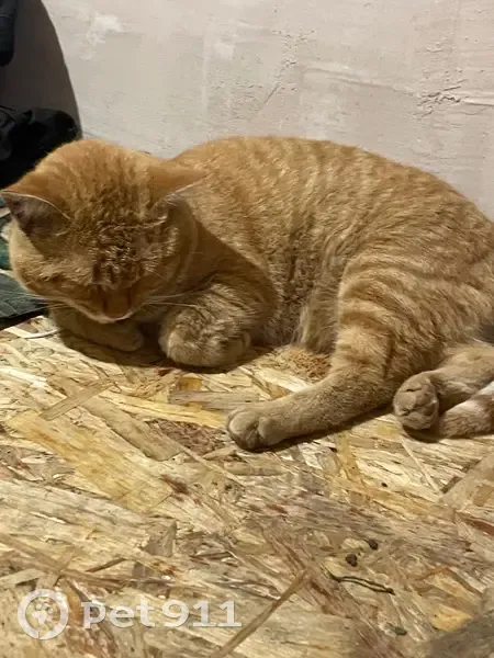 Пропала кошка, ул. Бакинских Комиссаров 58 - photo