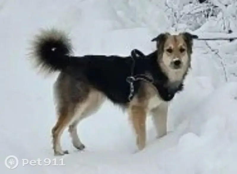 Пропала собака в районе СНТ Покровское - photo