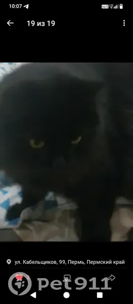 Пропала кошка Бася, Ново-Гайвинская 8 - photo