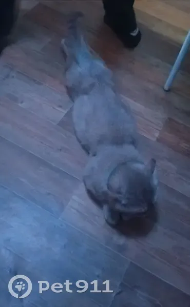 Пропала кошка, Мариинский пер., Томск - photo