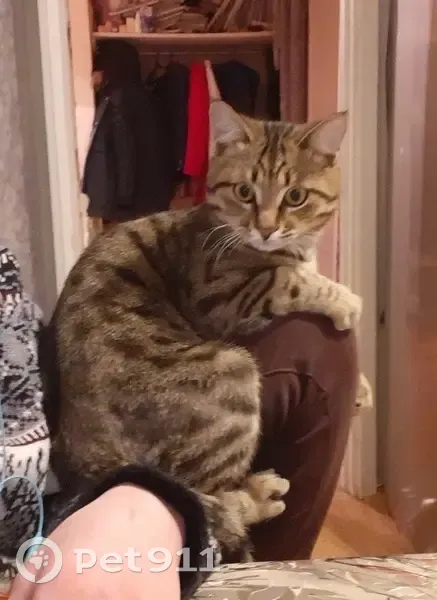 Пропала кошка, ул. Сады, 1В, Красноярск - photo