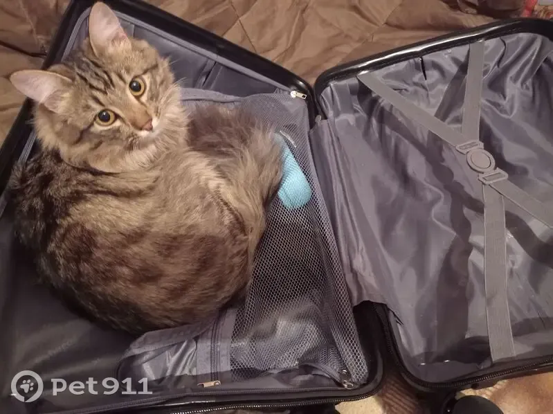 Пропала кошка в Красноярске, ищем! - photo