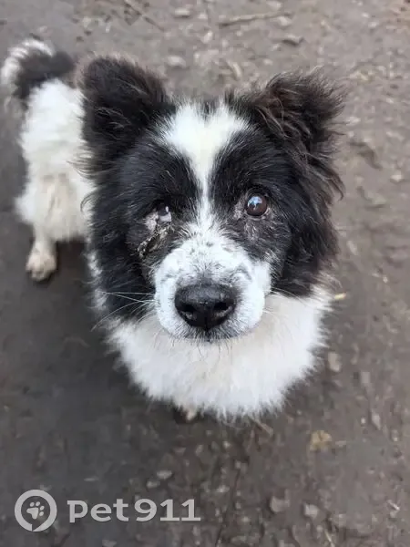 Пропала собака, Подольск, Плещеевская 3 - photo