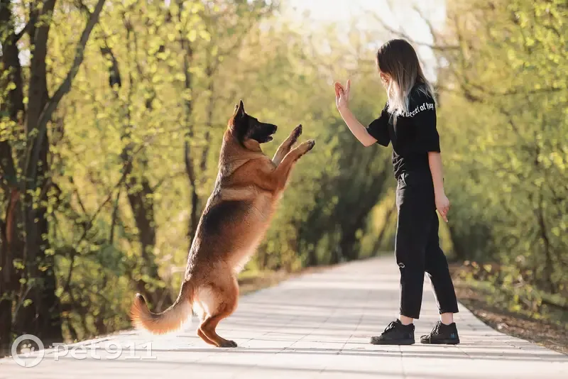 Пропала собака, ул. Кулакова, Москва - photo