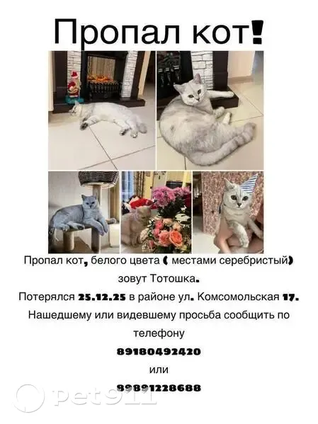 Пропала кошка, Комсомольская 32 - photo