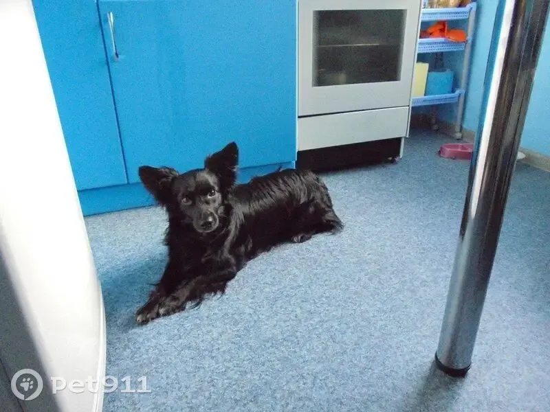 Пропала собака, Челябинск, пр. Победы, 168 - photo