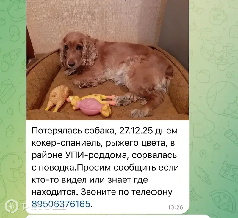 Пропала собака, ул. Микова 75, Краснотурьинск - photo