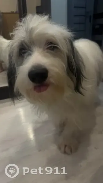 Пропала собака, пр. Победы 4, Новокуйбышевск - photo