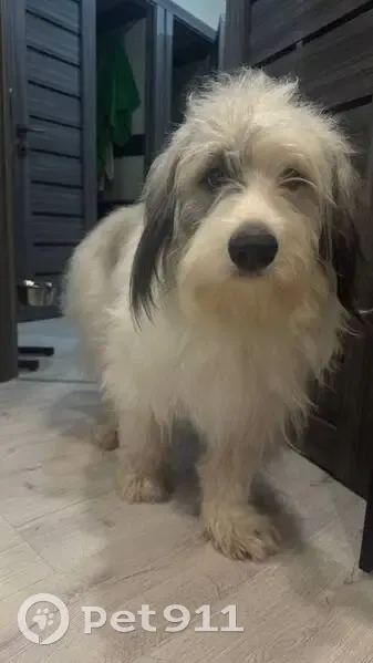 Пропала собака, ул. Пирогова 16А, Новокуйбышевск - photo