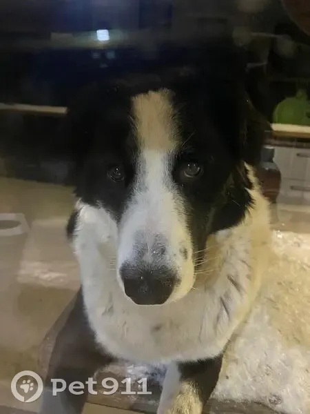 Пропала собака, Школьная ул., Костенково - photo