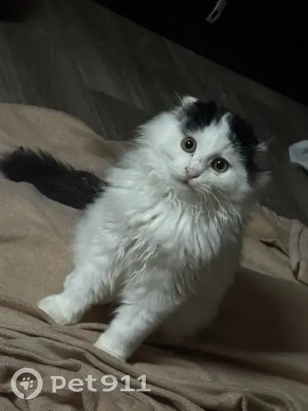 Пропала кошка, Ново-стремянная, 4 - photo