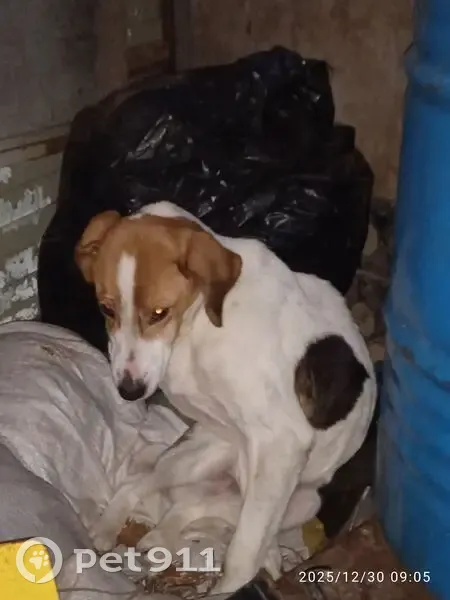 Найдена собака, 66Н-1748, Алексейково - photo