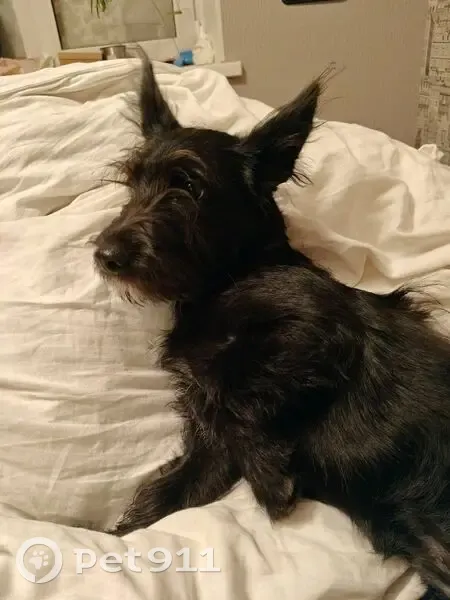 Пропала собака, ул. Маршака 14, Внуково - photo