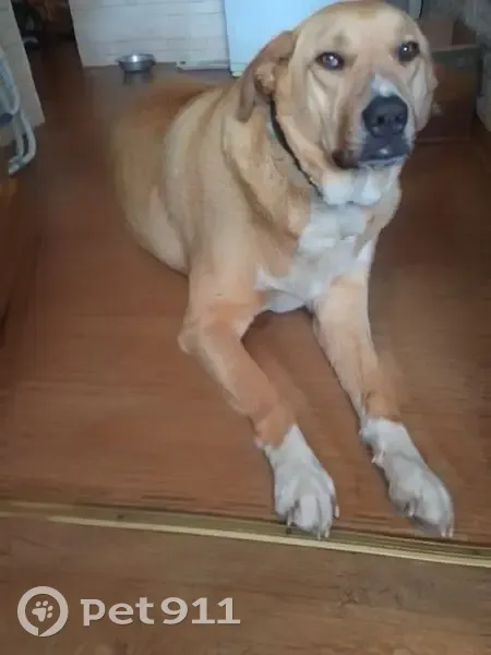 Пропала собака на Савушкина, 3, Астрахань - photo