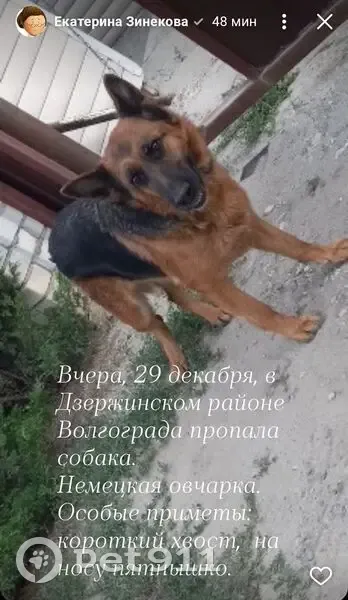 Пропала собака, Быковская ул., Волгоград - photo