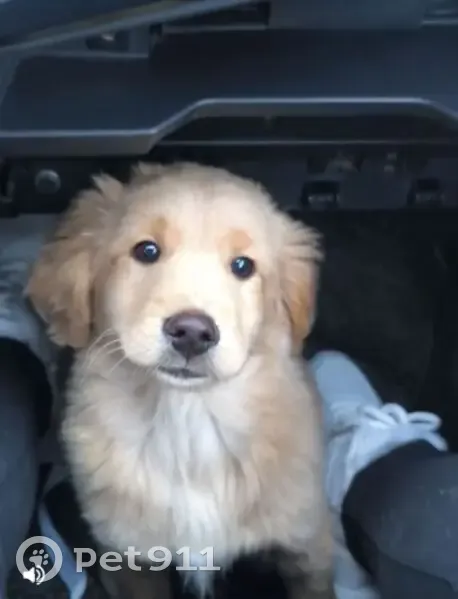 Пропала собака, Красная ул., 35, Луковская - photo