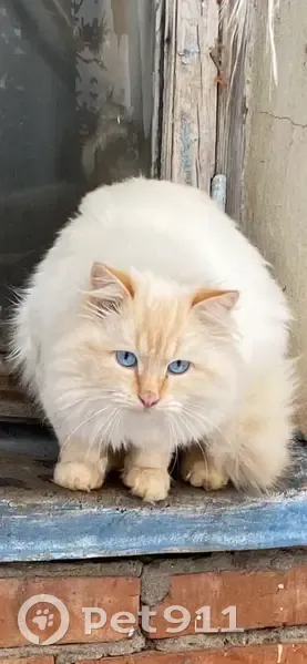 Пропала кошка, ул. Тукая 24, Тимяшево - photo