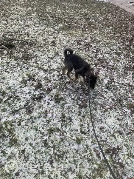 Пропала собака, ул. Энгельса 20, Обнинск - photo