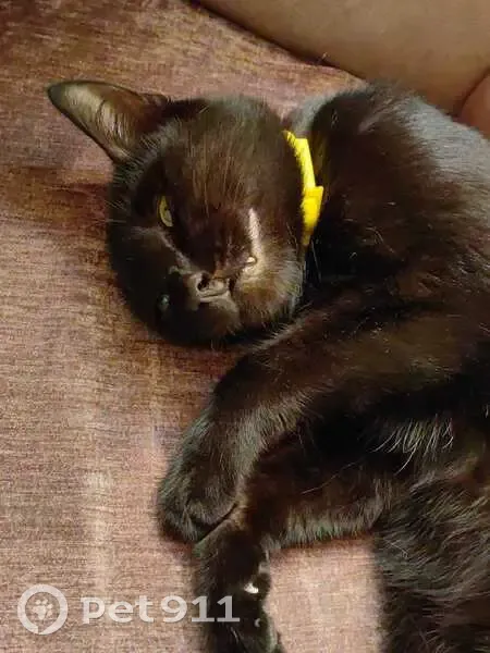 Пропала кошка на Шукова, 12, Нальчик - photo