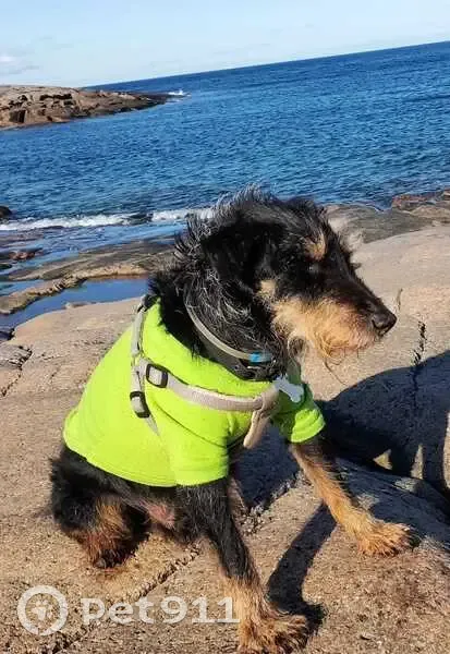 Пропала собака, Коммунарка, Дачная ул. - photo