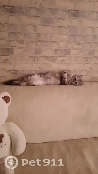 Пропала кошка, Советская ул., Дубинино - photo