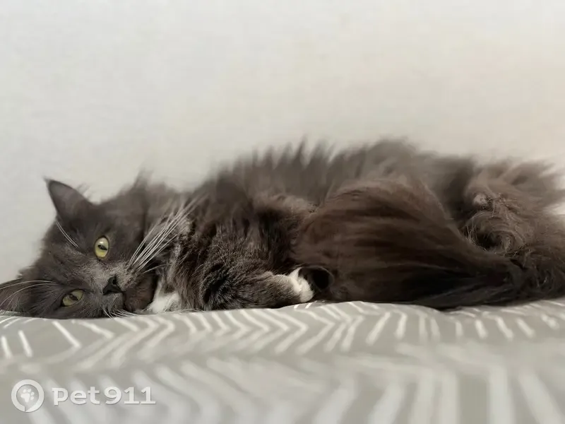 Пропала кошка, ул. Сороковой км, 29, Ижевск - photo