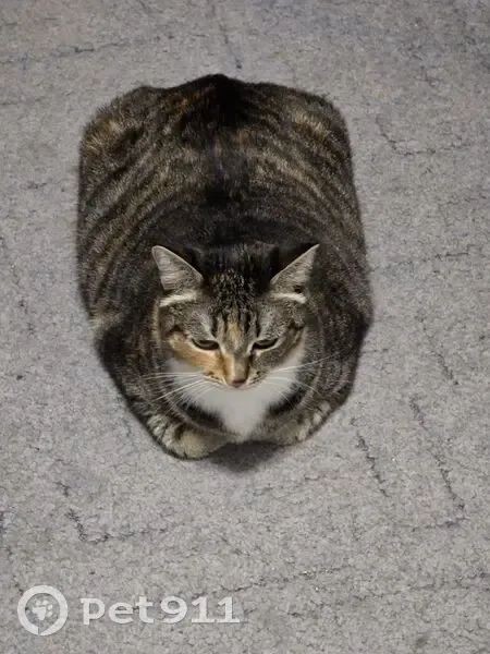 Пропала кошка, ул. Соколова-Соколёнка, 3 - photo