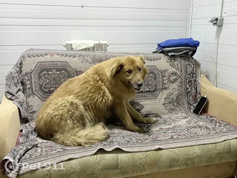 Пропала собака Злата, Атнашево, Советская - photo