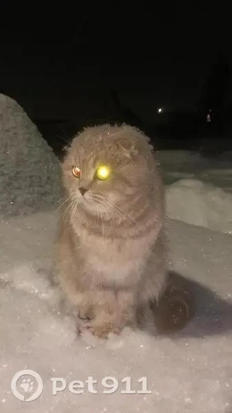 Пропал кот Арсик, ул. Титова 8, Давлеканово - photo