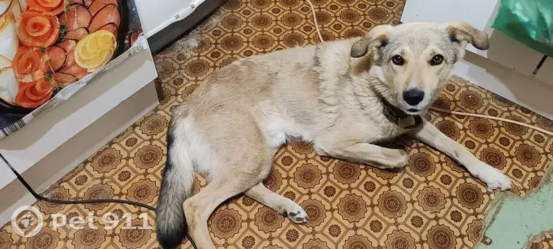 Пропала собака, ул. Ивана Франко, 5, Тула - photo