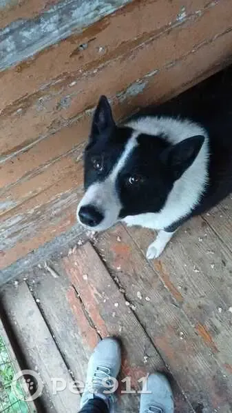 Пропала собака в д. Иванищенские Горки - photo